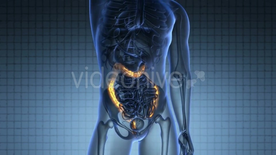 Anatomy Scan Of Human Colon Videohive 18483294 Motion Graphics Image 5