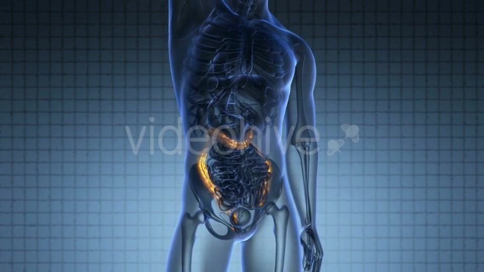 Anatomy Scan Of Human Colon Videohive 18483294 Motion Graphics Image 6