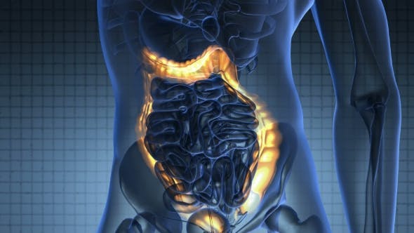 Anatomy Scan Of Human Colon - Videohive Download 18483294