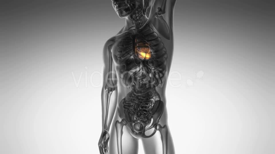 Anatomy Scan of Human Heart Videohive 21020701 Motion Graphics Image 1