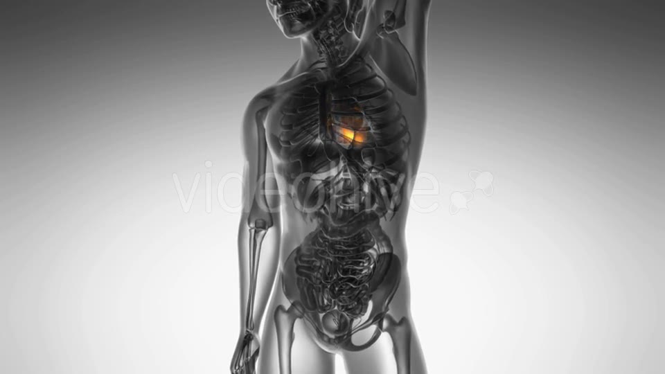 Anatomy Scan of Human Heart Videohive 21020701 Motion Graphics Image 2