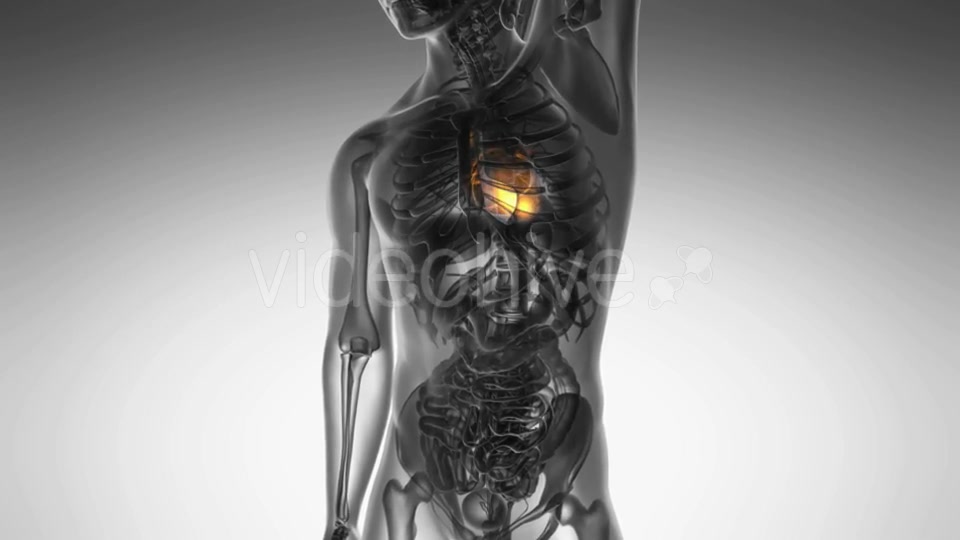 Anatomy Scan of Human Heart Videohive 21020701 Motion Graphics Image 3