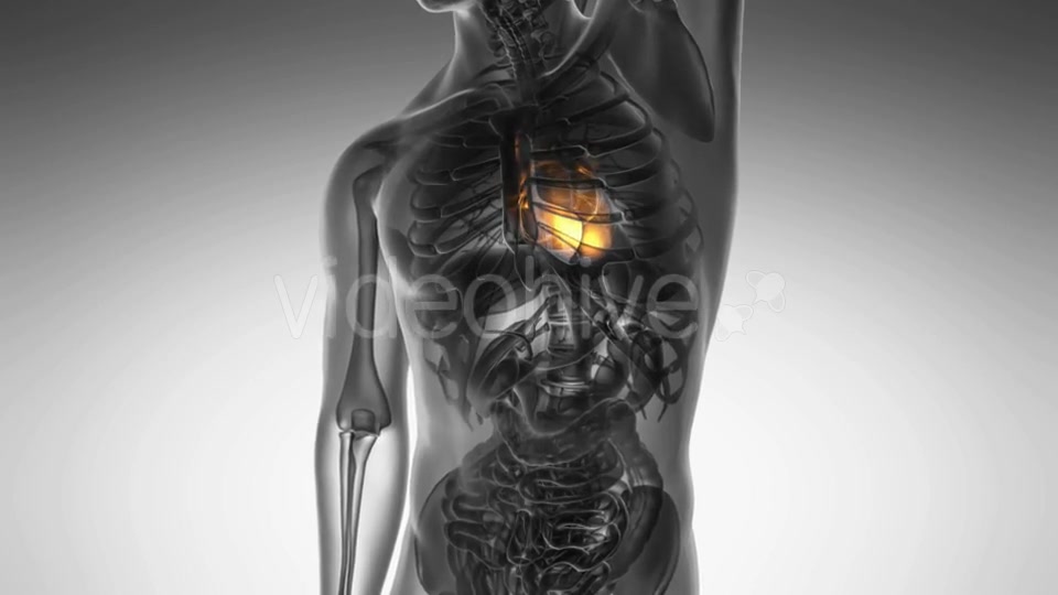 Anatomy Scan of Human Heart Videohive 21020701 Motion Graphics Image 4