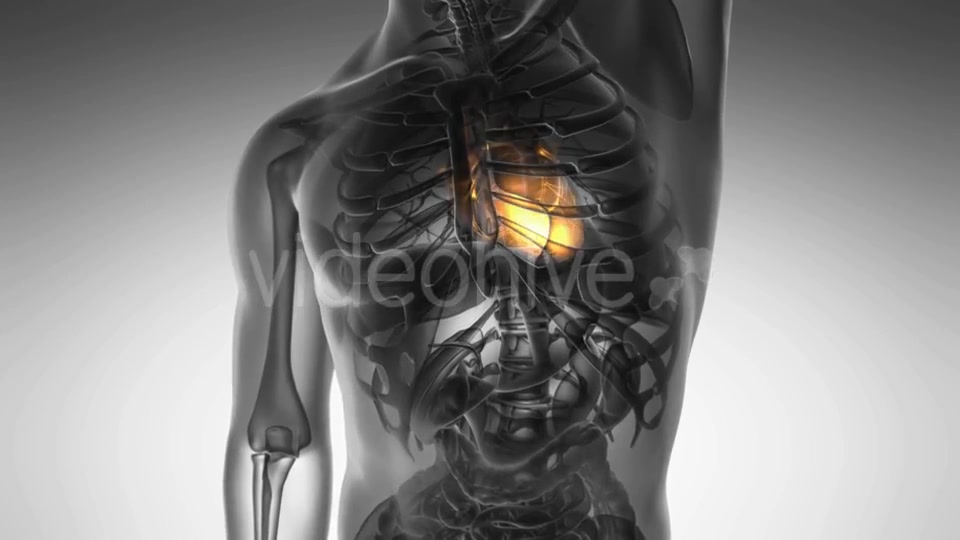 Anatomy Scan of Human Heart Videohive 21020701 Motion Graphics Image 5