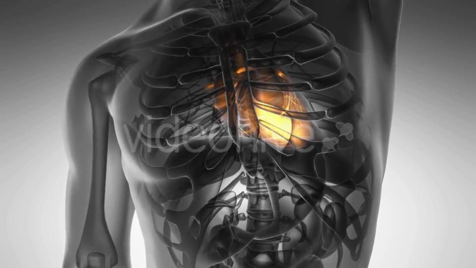 Anatomy Scan of Human Heart Videohive 21020701 Motion Graphics Image 6