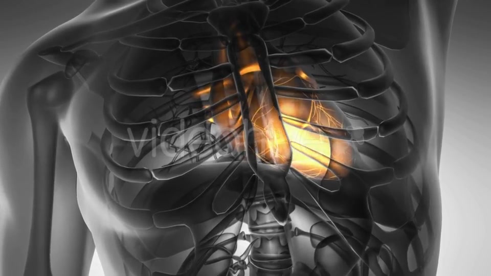 Anatomy Scan of Human Heart Videohive 21020701 Motion Graphics Image 7