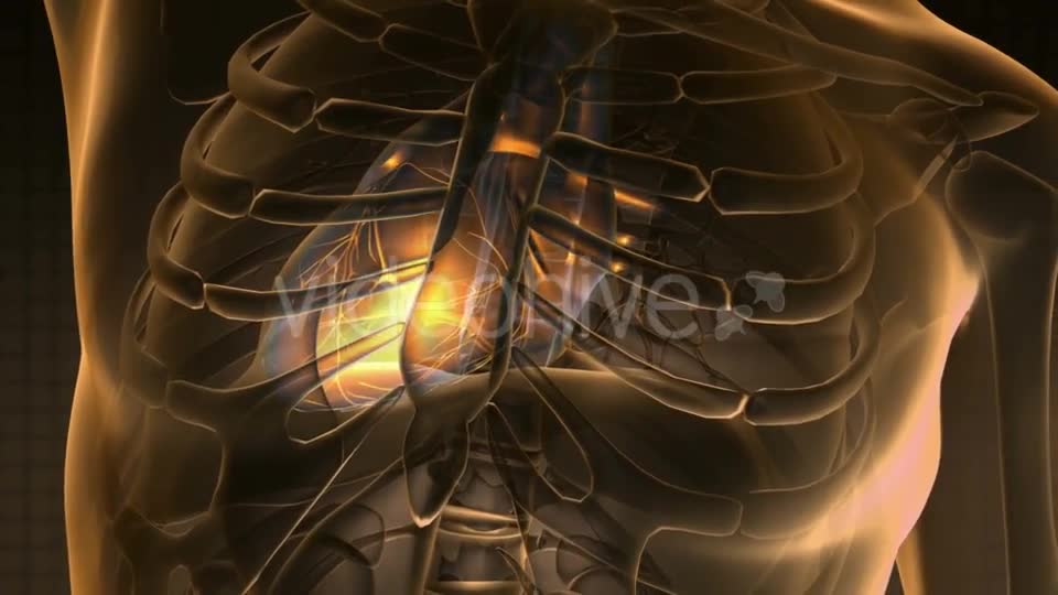 Anatomy Scan of Human Heart Videohive 20011273 Motion Graphics Image 1