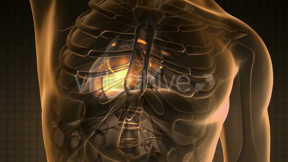 Anatomy Scan of Human Heart Videohive 20011273 Motion Graphics Image 2