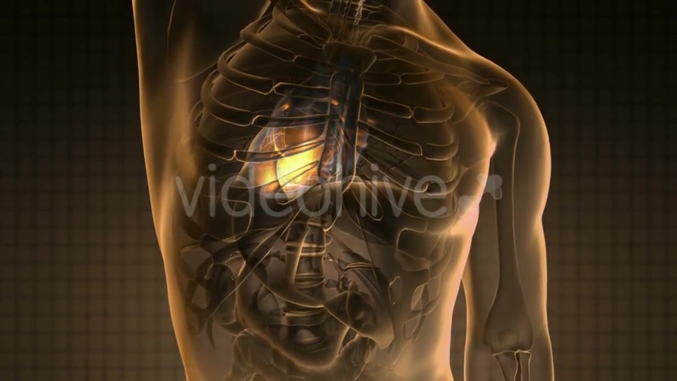 Anatomy Scan of Human Heart Videohive 20011273 Motion Graphics Image 3
