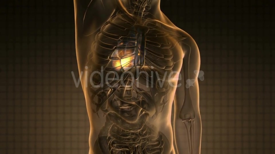 Anatomy Scan of Human Heart Videohive 20011273 Motion Graphics Image 4