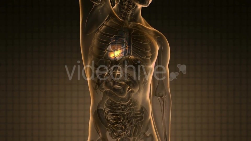 Anatomy Scan of Human Heart Videohive 20011273 Motion Graphics Image 5