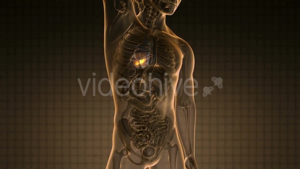 Anatomy Scan of Human Heart Videohive 20011273 Motion Graphics Image 6