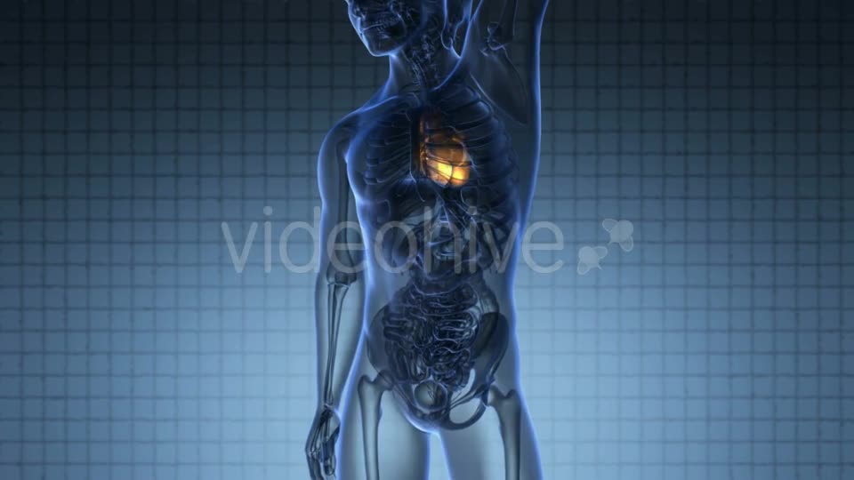 Anatomy Scan of Human Heart Videohive 20117599 Motion Graphics Image 1