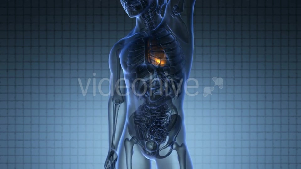 Anatomy Scan of Human Heart Videohive 20117599 Motion Graphics Image 2