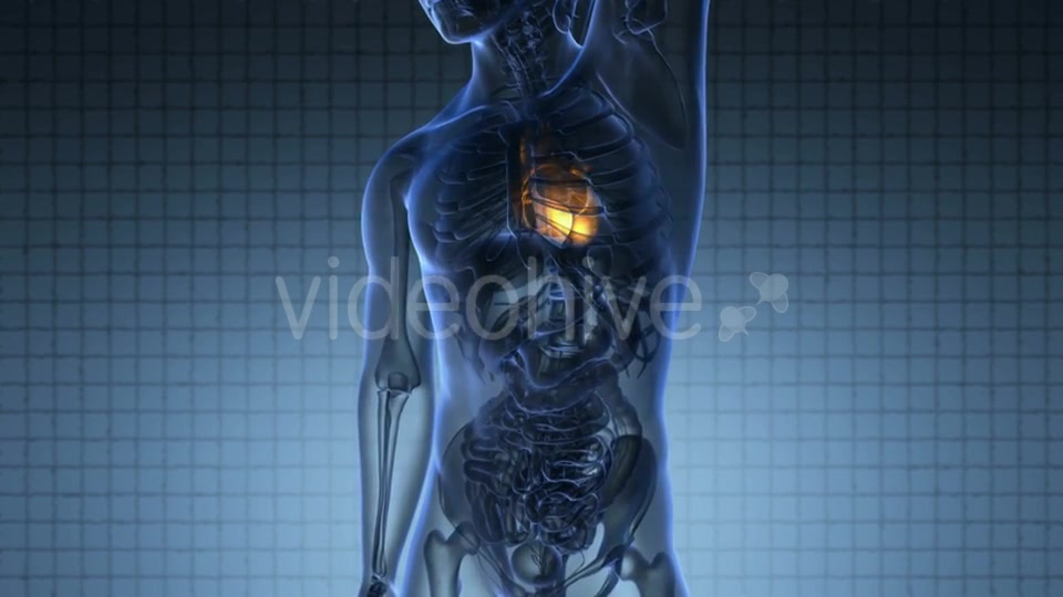 Anatomy Scan of Human Heart Videohive 20117599 Motion Graphics Image 3