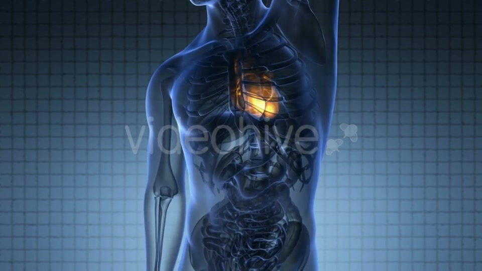 Anatomy Scan of Human Heart Videohive 20117599 Motion Graphics Image 4