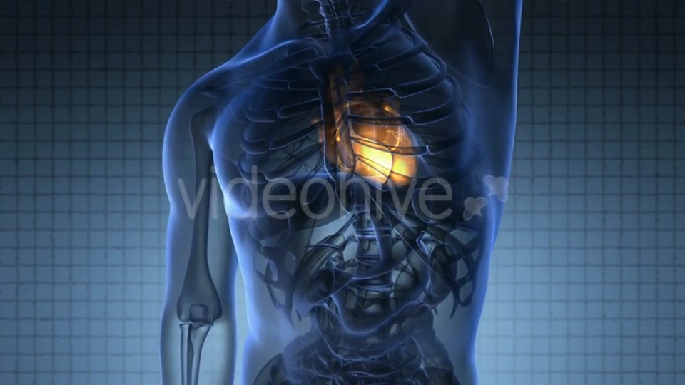 Anatomy Scan of Human Heart Videohive 20117599 Motion Graphics Image 5