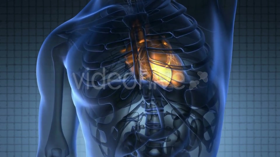Anatomy Scan of Human Heart Videohive 20117599 Motion Graphics Image 6