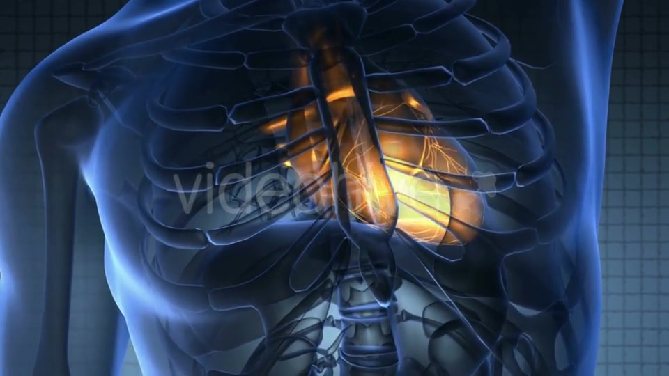 Anatomy Scan of Human Heart Videohive 20117599 Motion Graphics Image 7