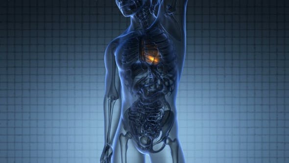 Anatomy Scan of Human Heart - Download 20117599 Videohive
