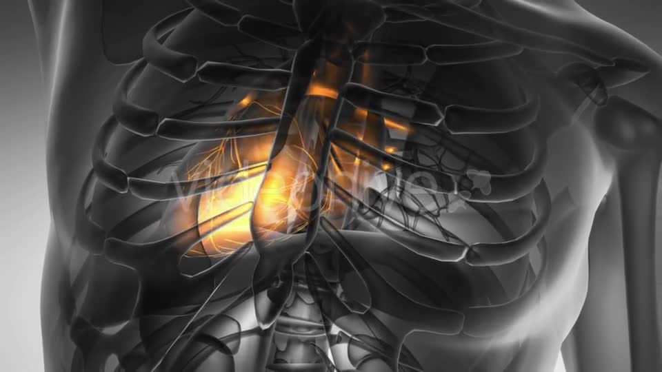 Anatomy Scan Of Human Heart Videohive 18483305 Motion Graphics Image 1
