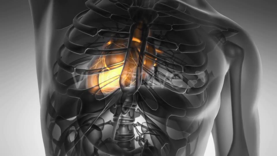 Anatomy Scan Of Human Heart Videohive 18483305 Motion Graphics Image 2