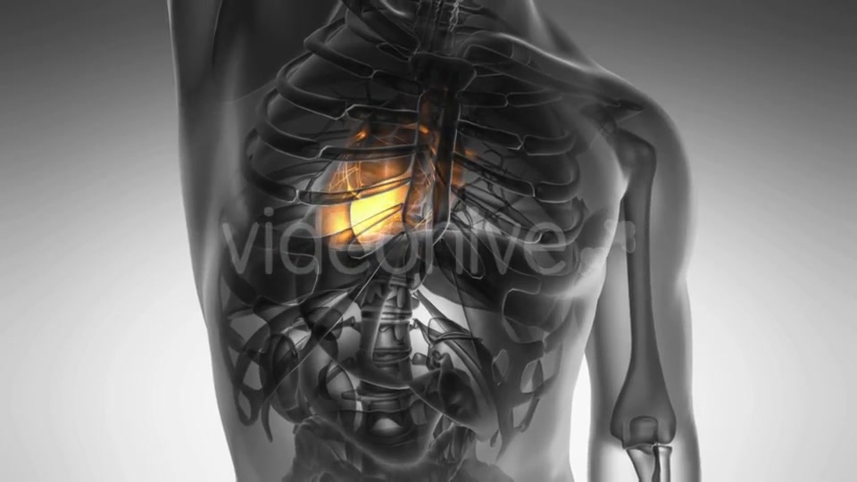 Anatomy Scan Of Human Heart Videohive 18483305 Motion Graphics Image 3
