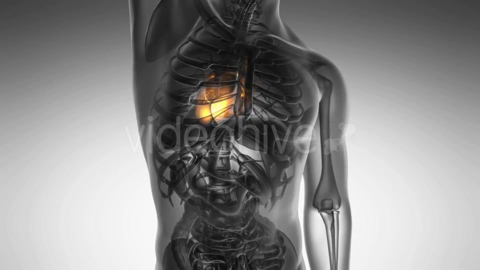 Anatomy Scan Of Human Heart Videohive 18483305 Motion Graphics Image 4