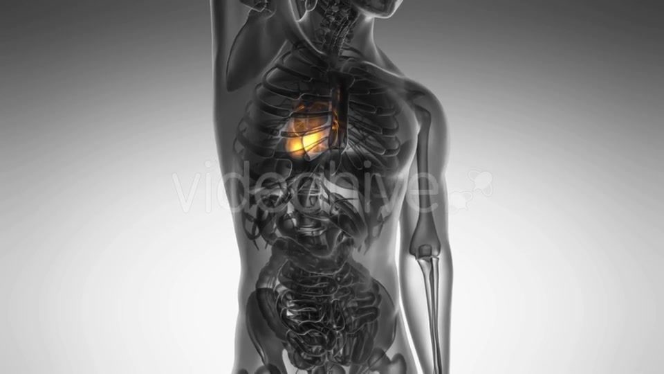 Anatomy Scan Of Human Heart Videohive 18483305 Motion Graphics Image 5