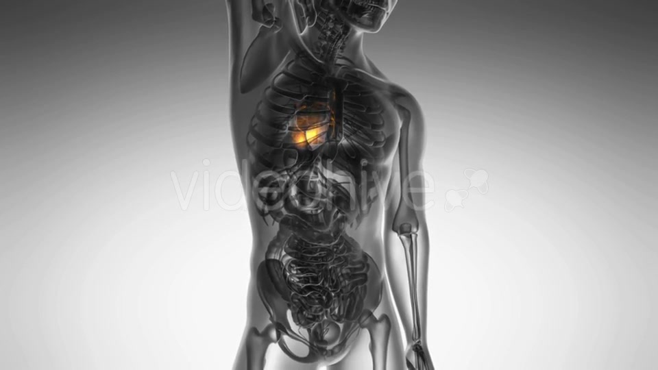 Anatomy Scan Of Human Heart Videohive 18483305 Motion Graphics Image 6