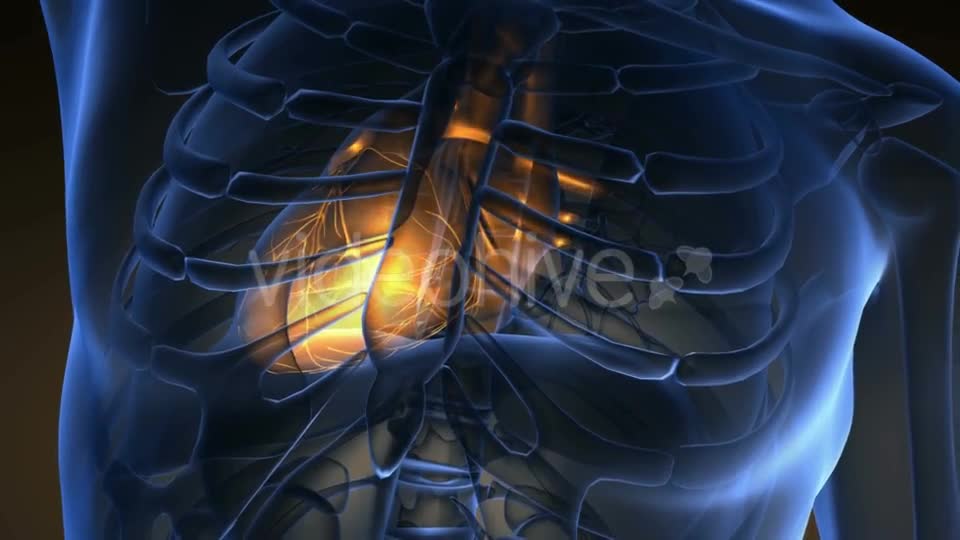 Anatomy Scan of Human Heart Videohive 19011705 Motion Graphics Image 1