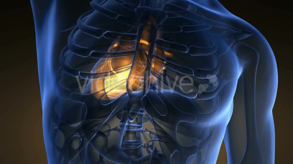 Anatomy Scan of Human Heart Videohive 19011705 Motion Graphics Image 2
