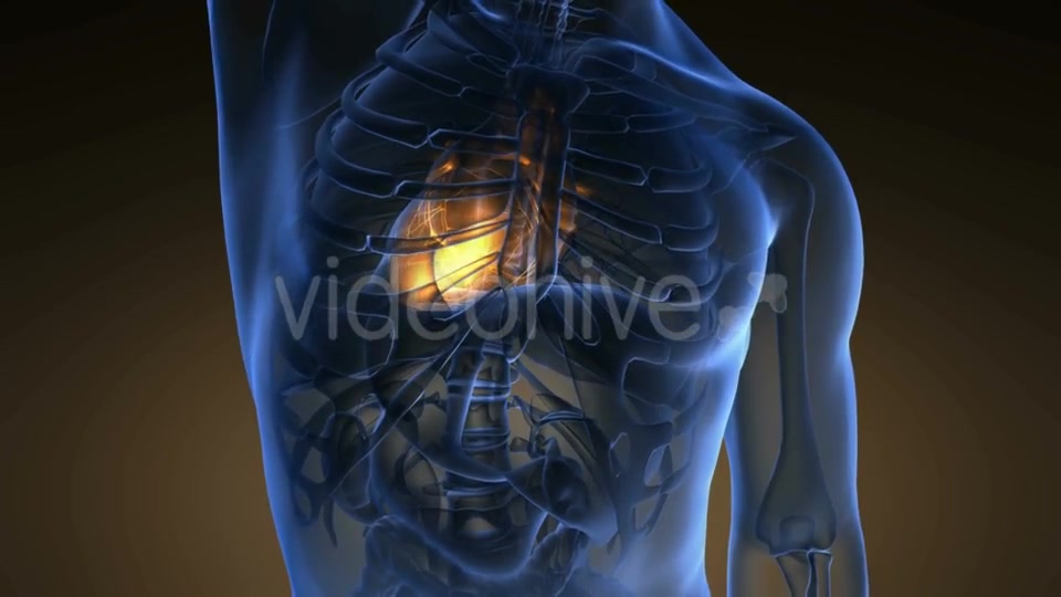 Anatomy Scan of Human Heart Videohive 19011705 Motion Graphics Image 3