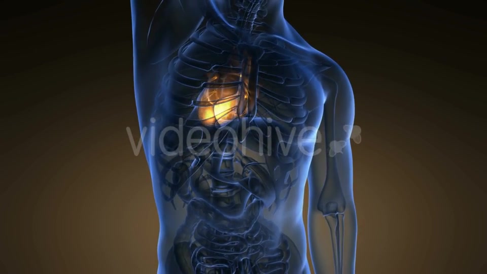 Anatomy Scan of Human Heart Videohive 19011705 Motion Graphics Image 4