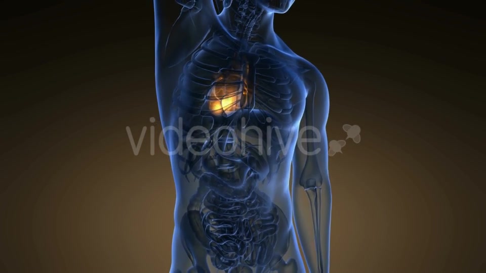 Anatomy Scan of Human Heart Videohive 19011705 Motion Graphics Image 5