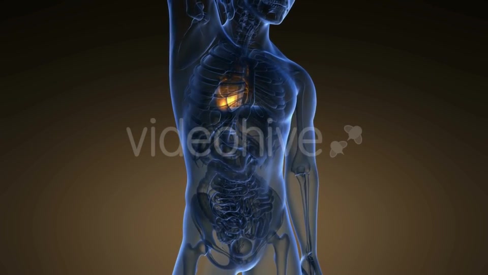 Anatomy Scan of Human Heart Videohive 19011705 Motion Graphics Image 6