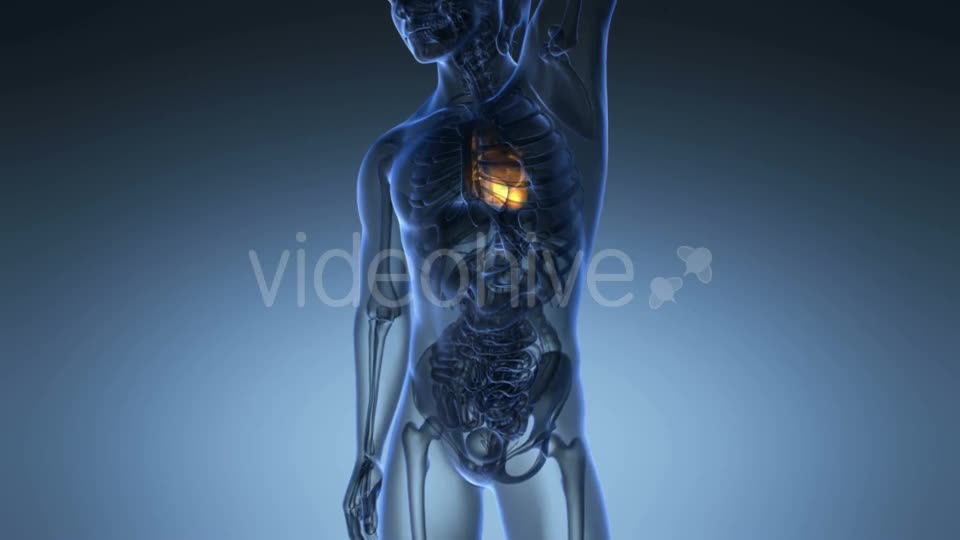 Anatomy Scan of Human Heart Videohive 19894719 Motion Graphics Image 1