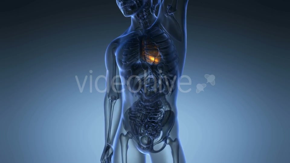 Anatomy Scan of Human Heart Videohive 19894719 Motion Graphics Image 2