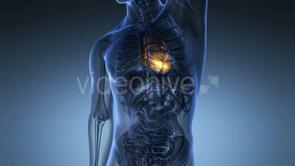 Anatomy Scan of Human Heart Videohive 19894719 Motion Graphics Image 4