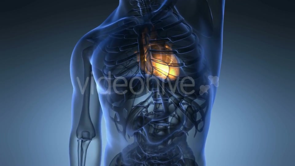 Anatomy Scan of Human Heart Videohive 19894719 Motion Graphics Image 5