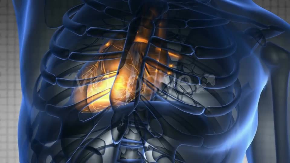 Anatomy Scan of Human Heart Videohive 20117659 Motion Graphics Image 1