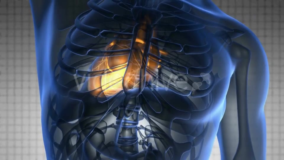 Anatomy Scan of Human Heart Videohive 20117659 Motion Graphics Image 2
