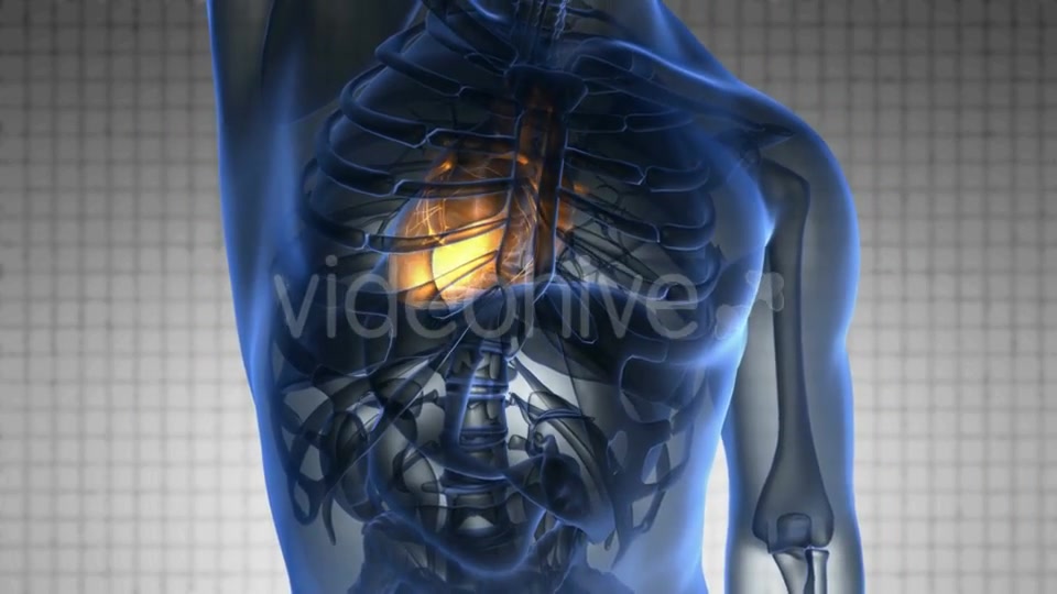 Anatomy Scan of Human Heart Videohive 20117659 Motion Graphics Image 3