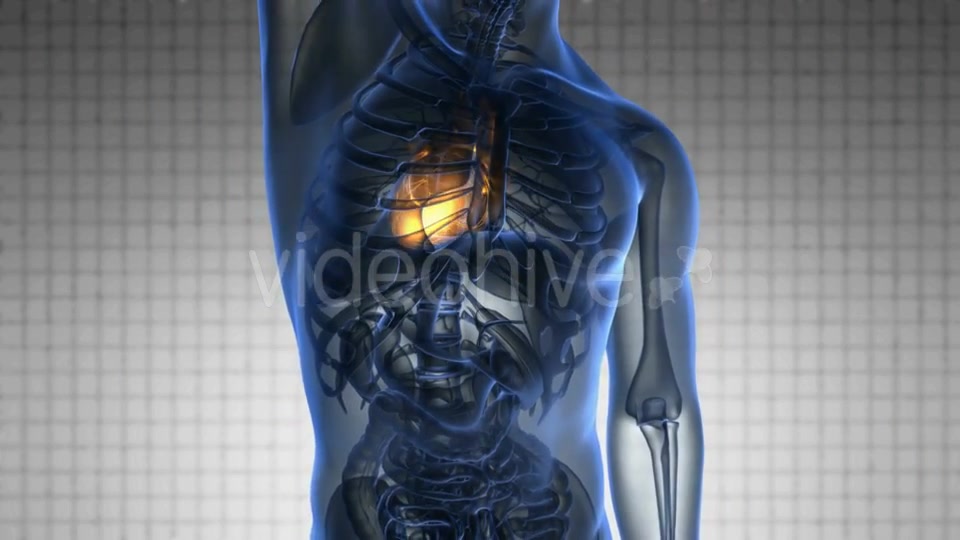 Anatomy Scan of Human Heart Videohive 20117659 Motion Graphics Image 4