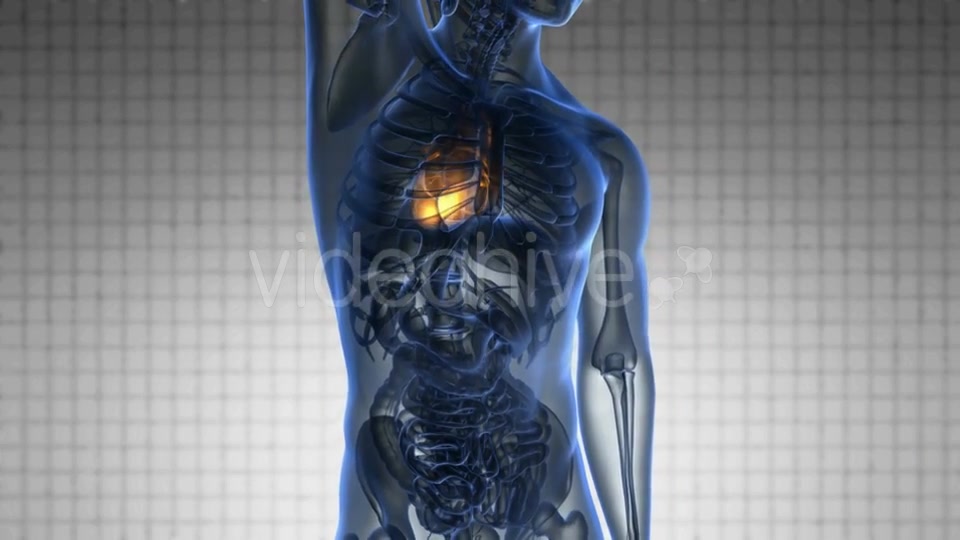 Anatomy Scan of Human Heart Videohive 20117659 Motion Graphics Image 5