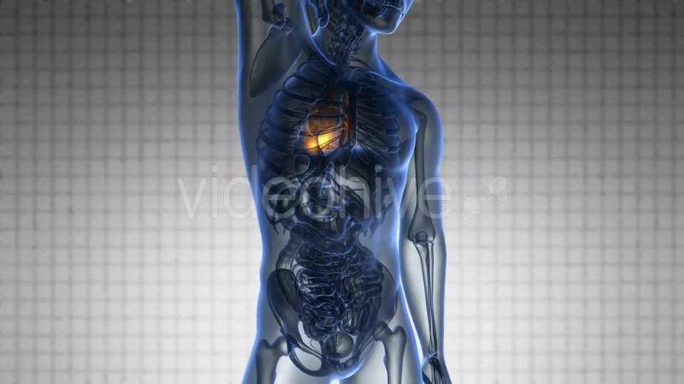 Anatomy Scan of Human Heart Videohive 20117659 Motion Graphics Image 6