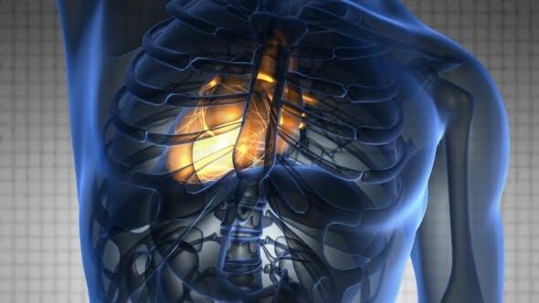 Anatomy Scan of Human Heart - Videohive 20117659 Download