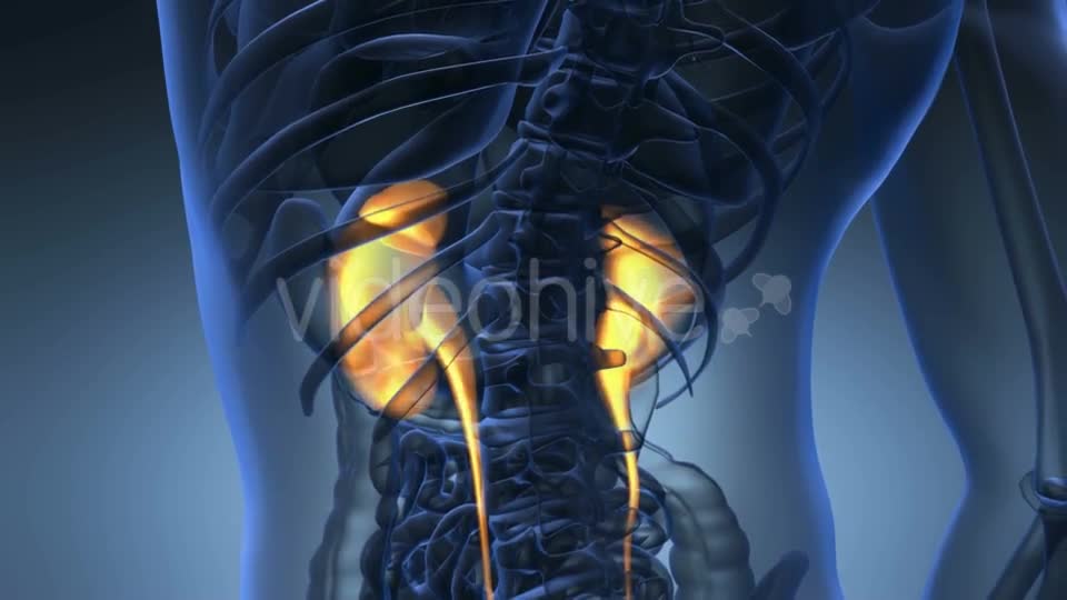 Anatomy Scan of Human Kidneys Videohive 21225476 Motion Graphics Image 1