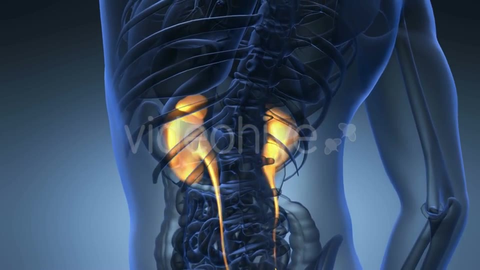Anatomy Scan of Human Kidneys Videohive 21225476 Motion Graphics Image 2