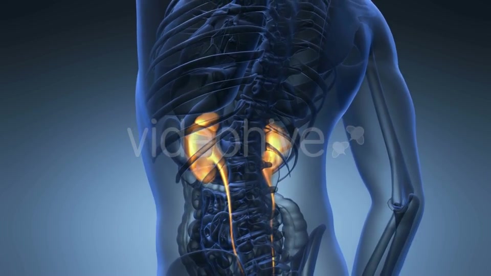 Anatomy Scan of Human Kidneys Videohive 21225476 Motion Graphics Image 3